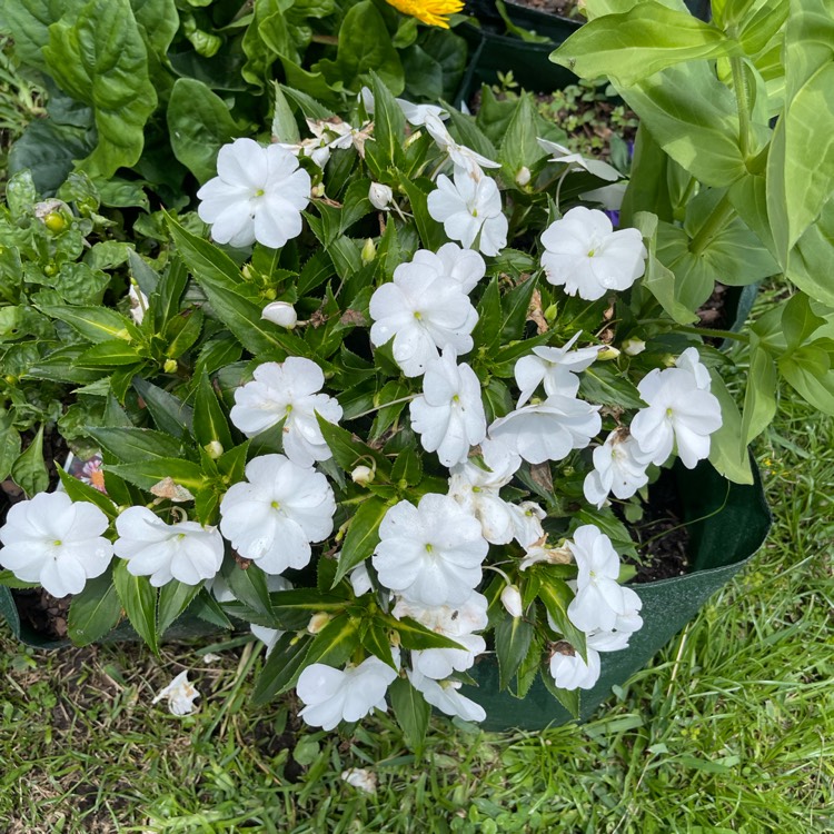 plant image 1597107