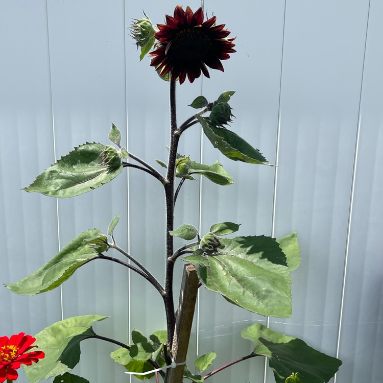 plant image 1597309