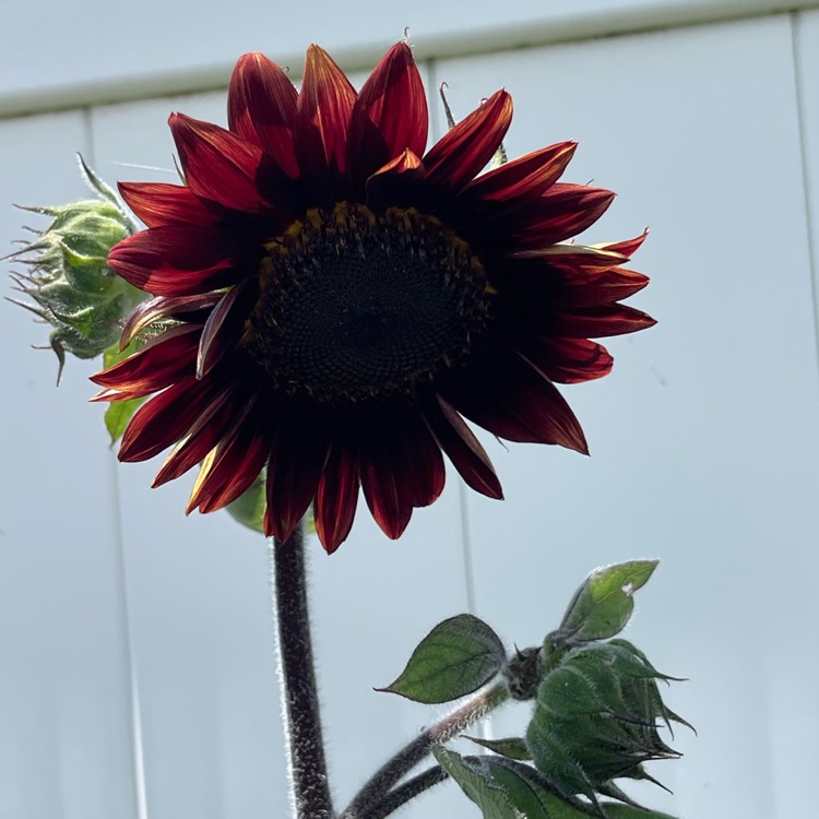 plant image 1597311