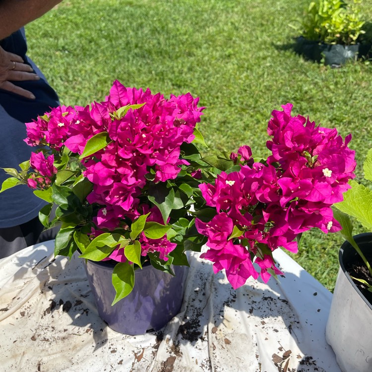 plant image 1597340 plant image 1597340