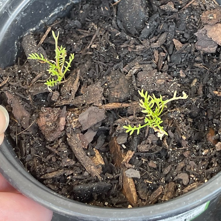 Plant image Gilia tricolor