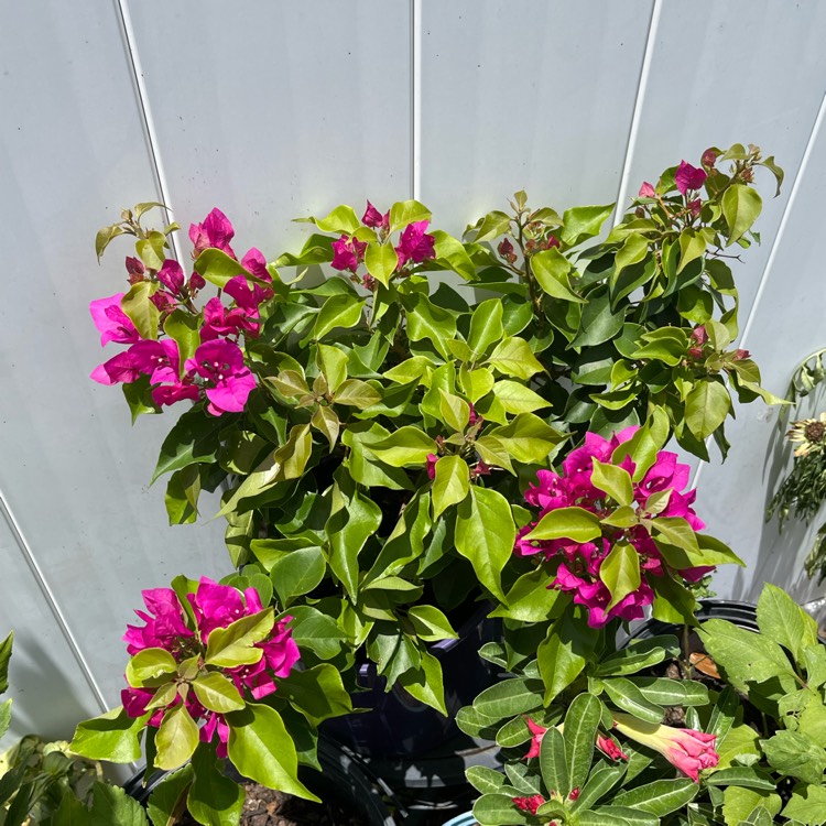plant image 1611707 plant image 1611707
