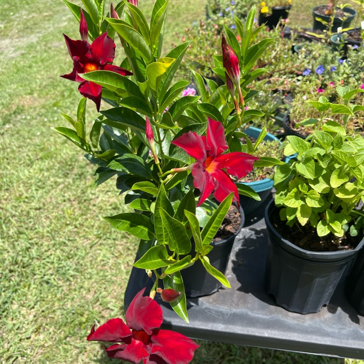 Plant image Mandevilla sanderi 'Firestorm'