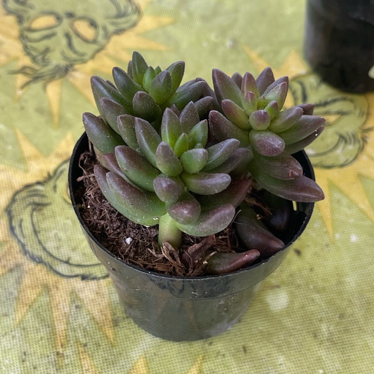 Plant image xSedeveria Jet Beads