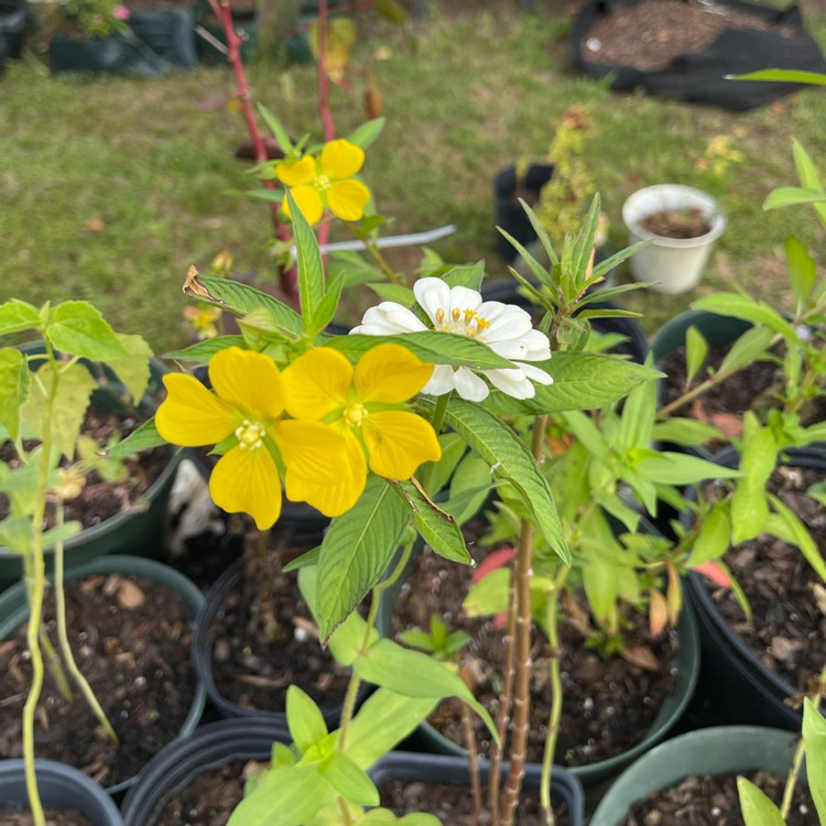 plant image 1629025