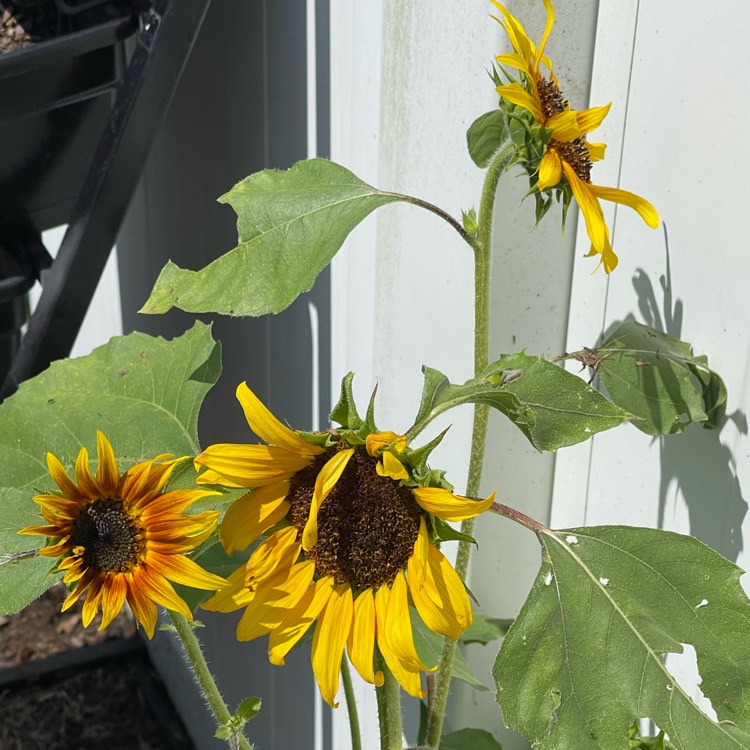 Plant image Helianthus annuus 'Moulin Rouge'