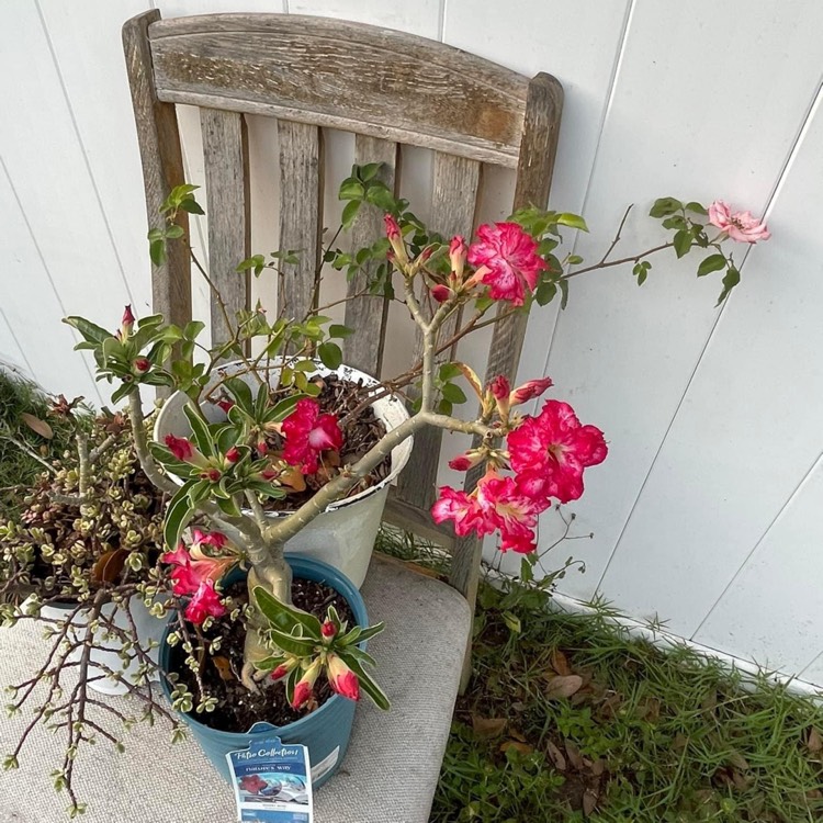 plant image 1653940 plant image 1653940