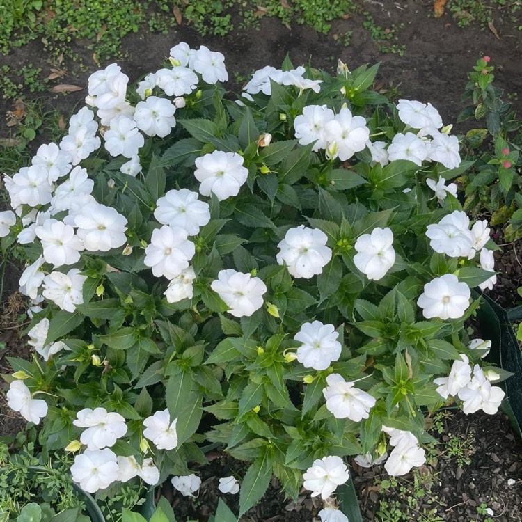 plant image 1653942