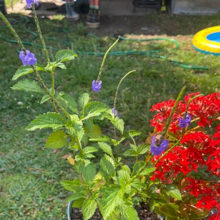 plant image 1653944