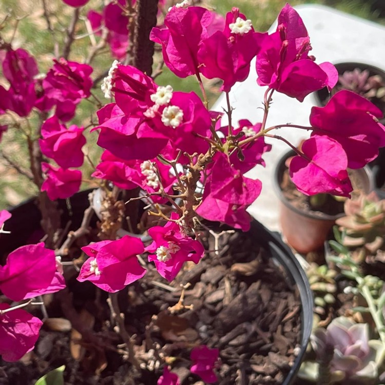 Plant image Bougainvillea x buttiana 'Barbara Karst'