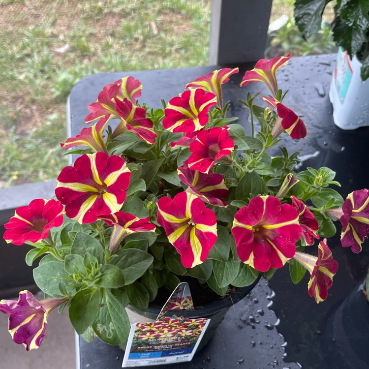 Plant image Petunia Queen Of Hearts