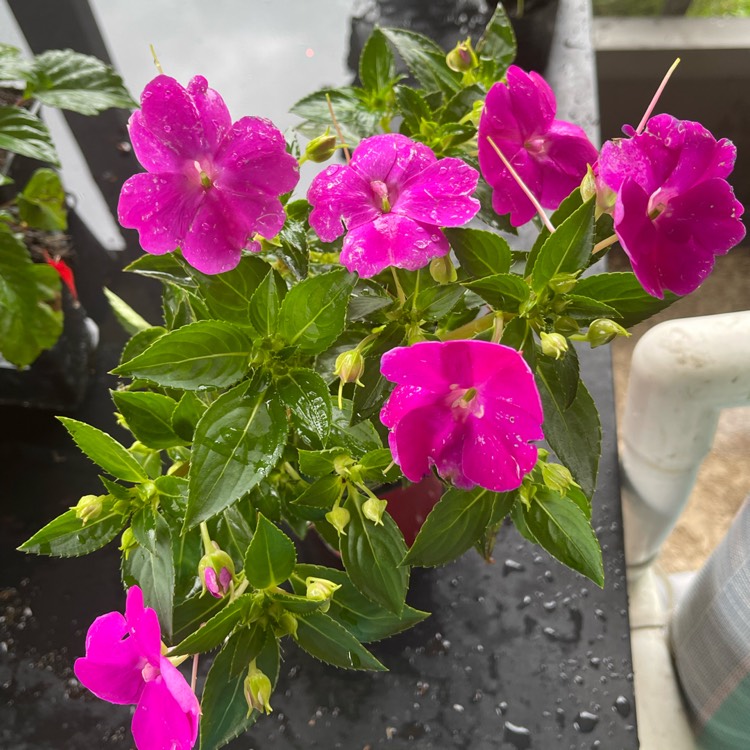 Plant image Impatiens Sunpatiens Purple 