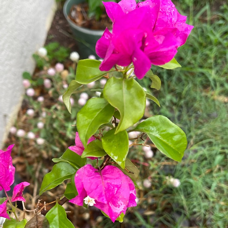 plant image 1659699 plant image 1659699