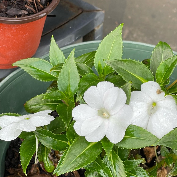 plant image 1659704