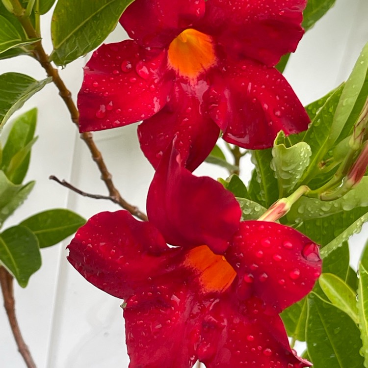 Plant image Mandevilla sanderi 'Firestorm'