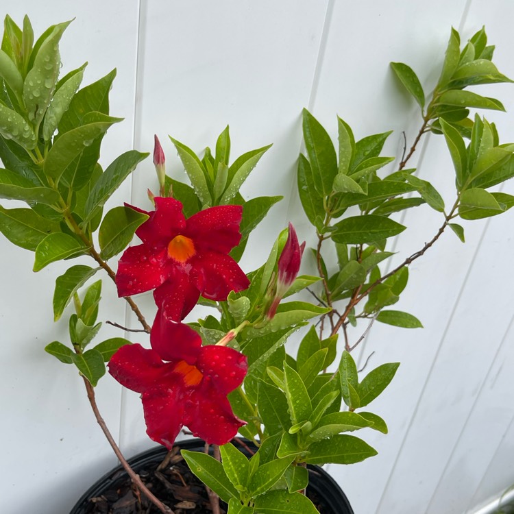 plant image 1659707