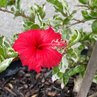 Bridget's garden