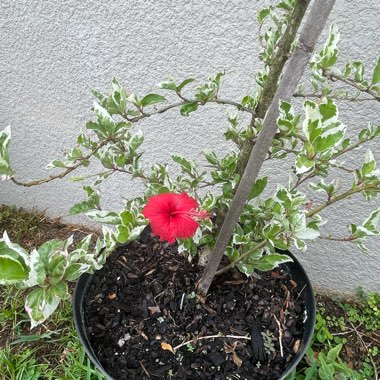 Bridget's garden