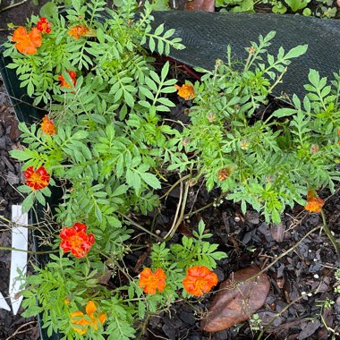 Bridget's garden
