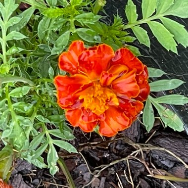 Bridget's garden