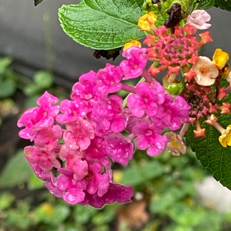 plant image 1659712