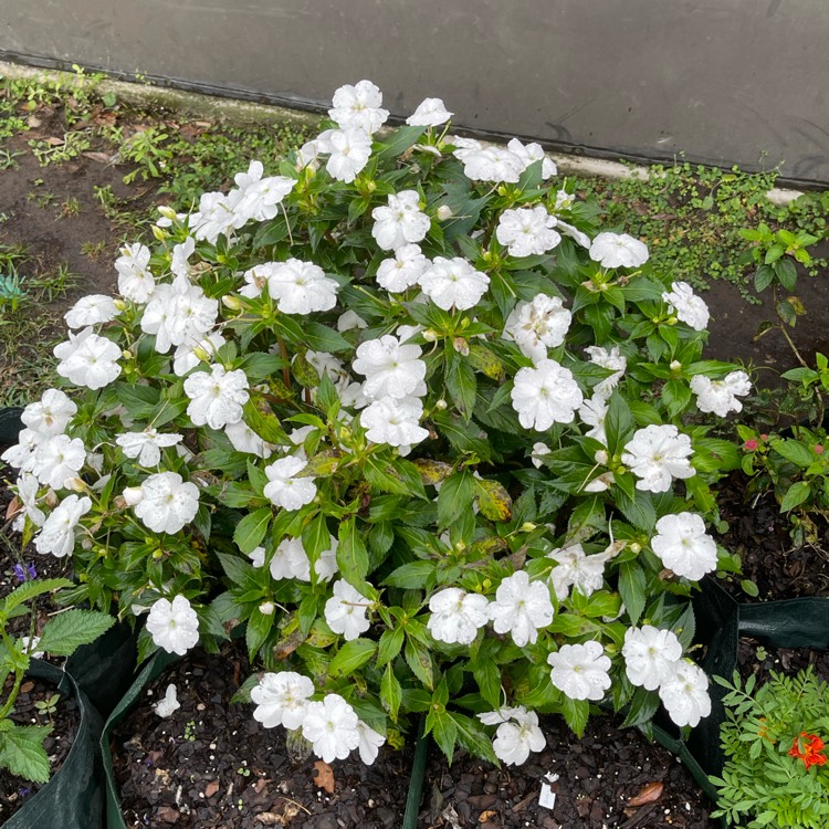 plant image 1659714