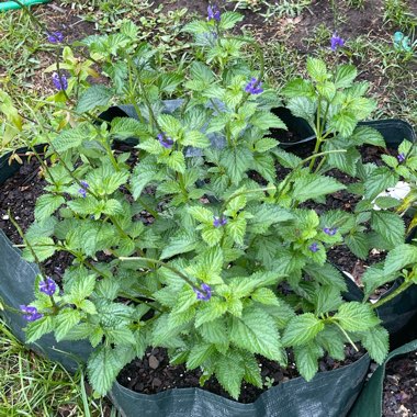 Butterfly Bush