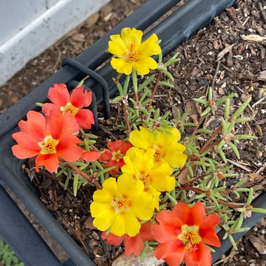 Purslane