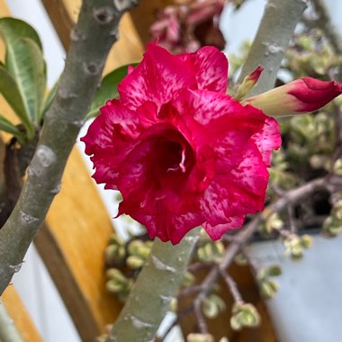 Adenium