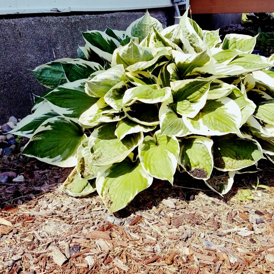 plant image 127265 plant image 127265