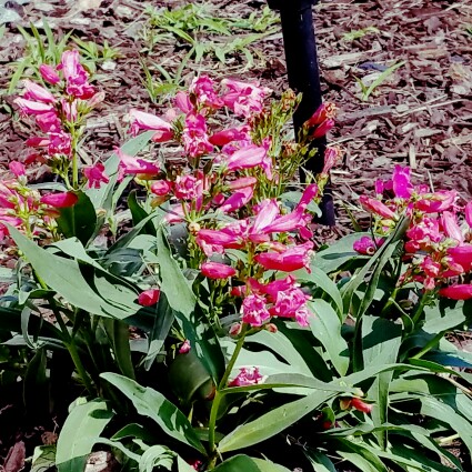 Beardtongue 'Sunburst Ruby'