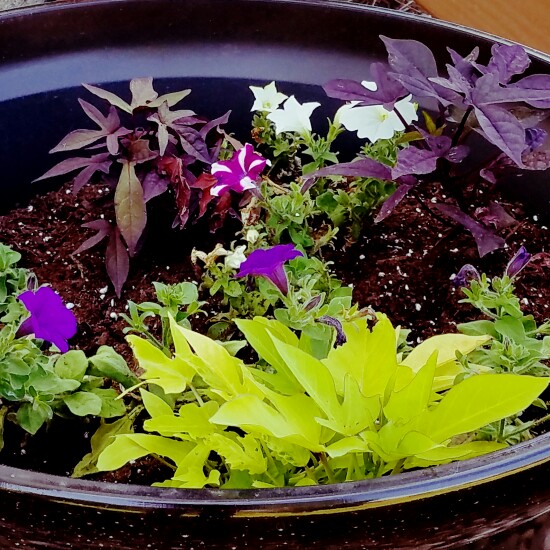 Brittney's garden