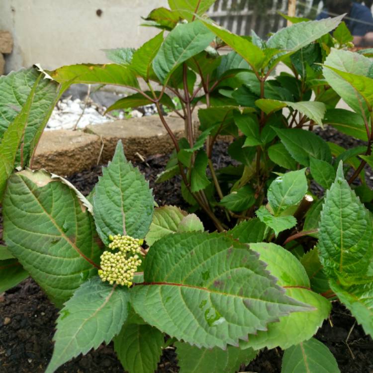 plant image 410691