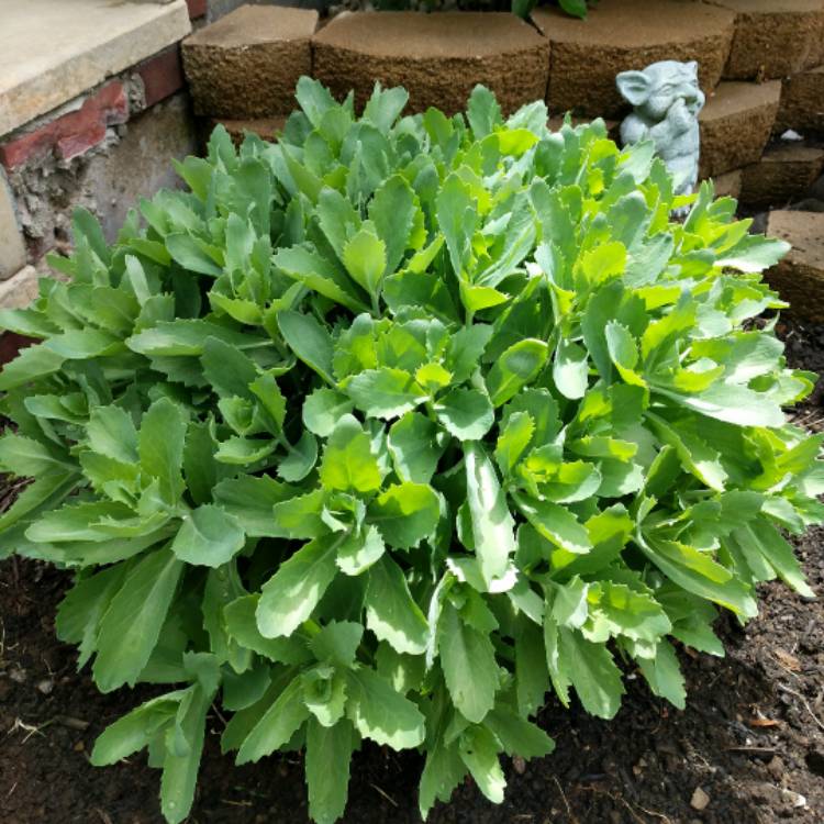 Plant image Hylotelephium Autumn Fire