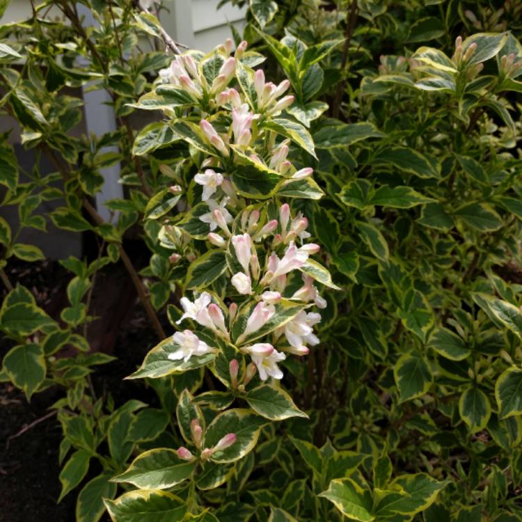 plant image 410702 plant image 410702