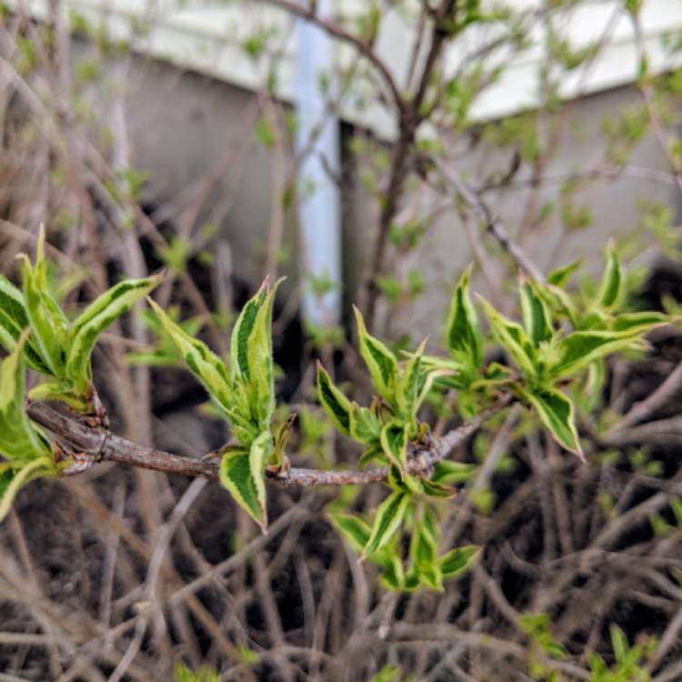 plant image 682976 plant image 682976