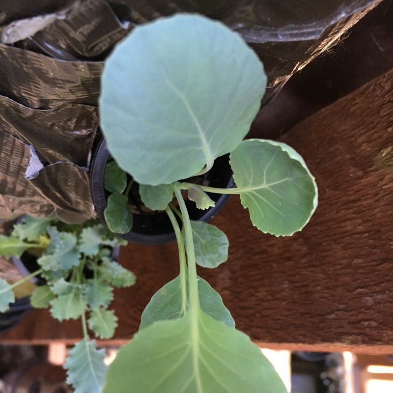 Brussels Sprouts 'Trafalgar'