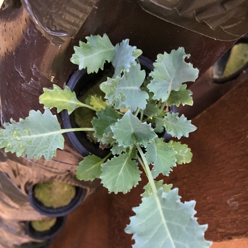Kale
