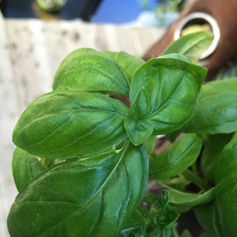 Basil