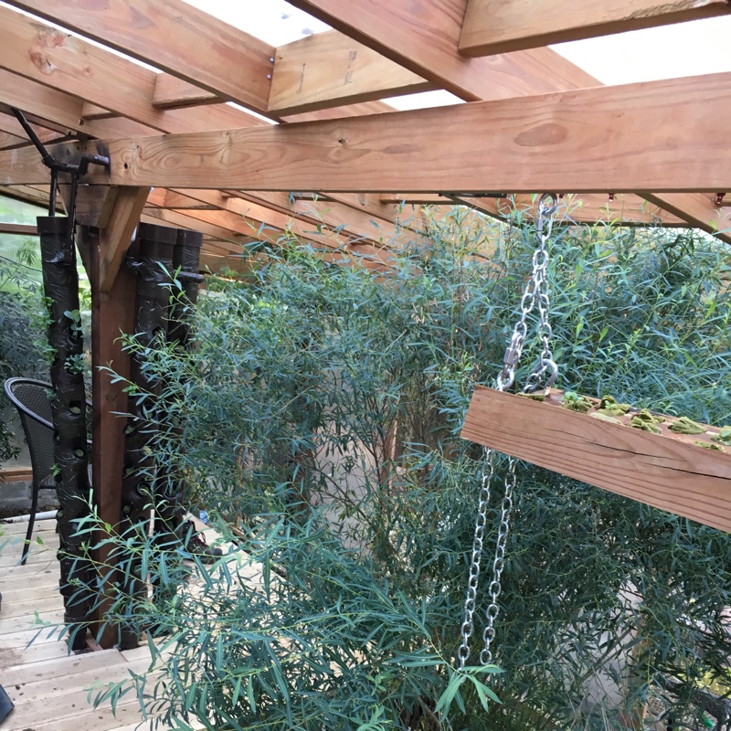 Bruce's garden