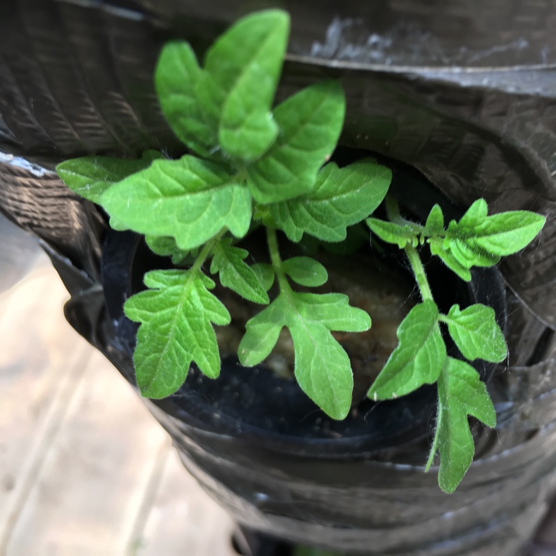Tomato 'Moneymaker'