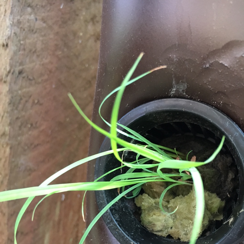 Plant image Vicia Faba 'De Monica'