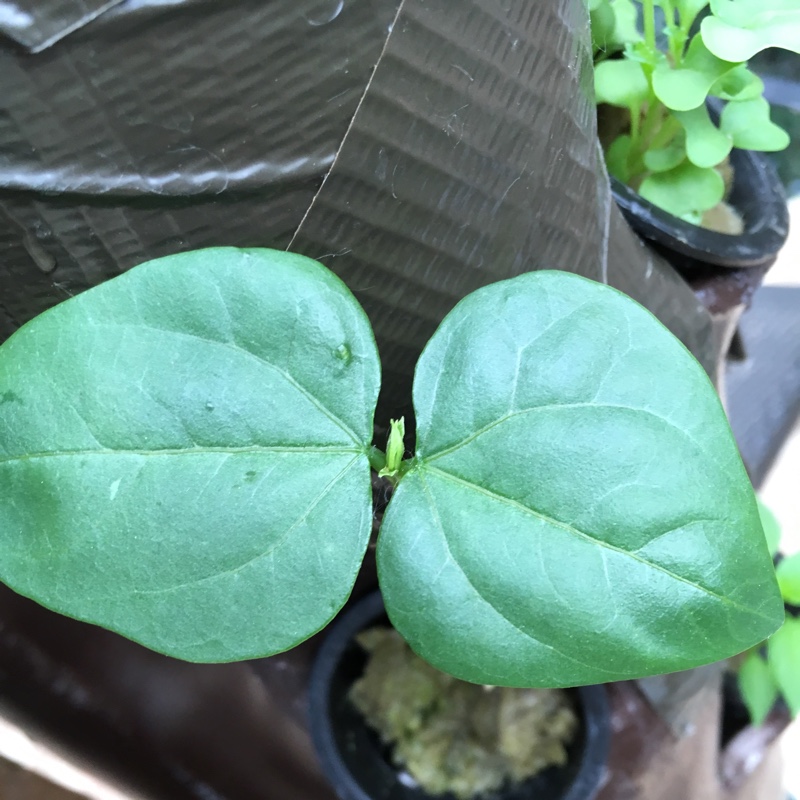 Broad Bean 'De Monica'