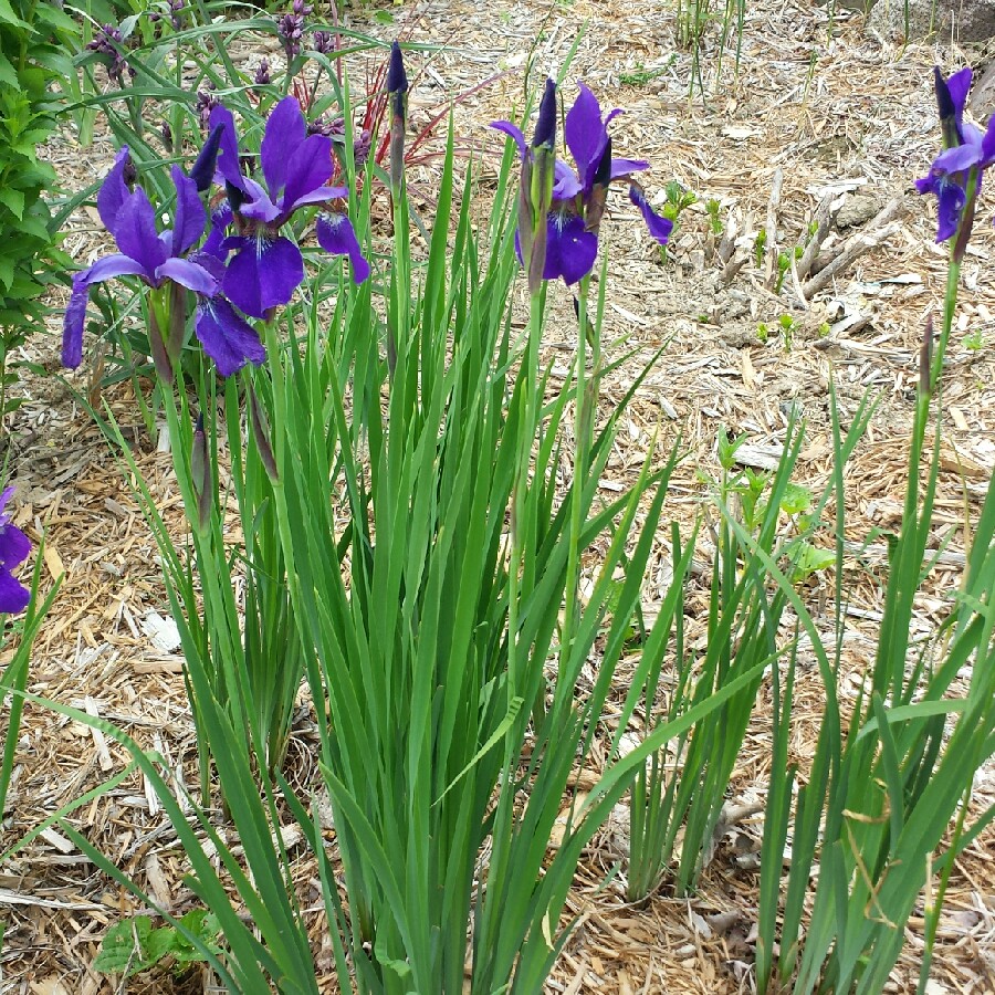 Plant image Iris sibirica 'Blue Reverie'