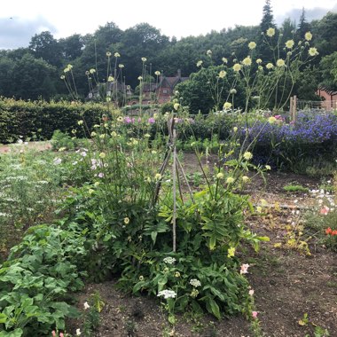 Ben's garden