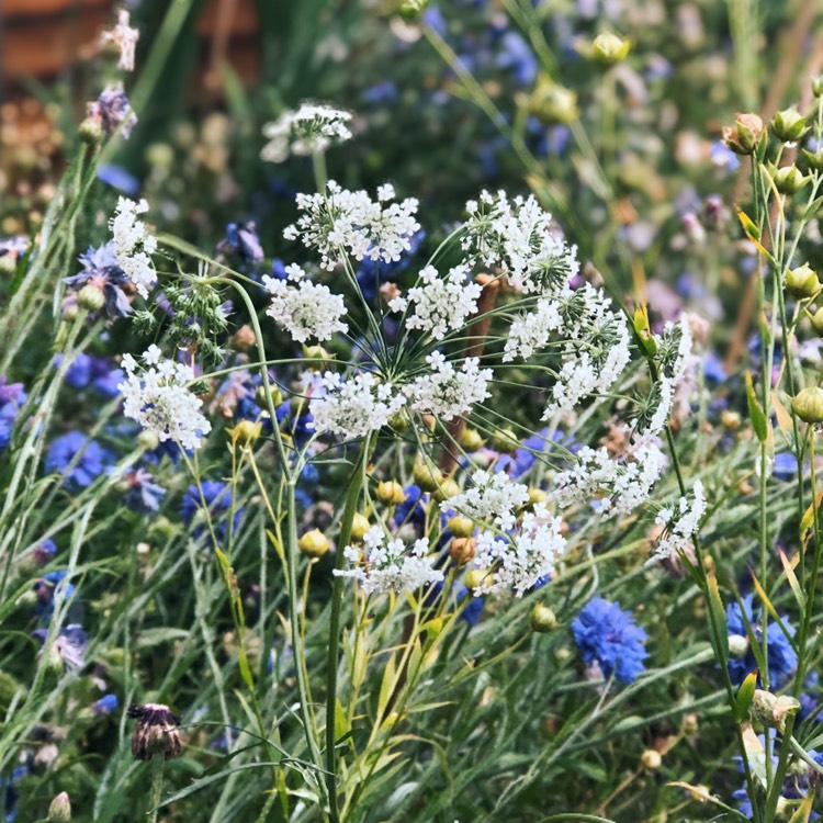 Plant image Ammi majus
