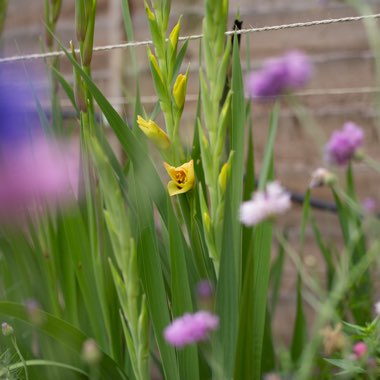 Ben's garden