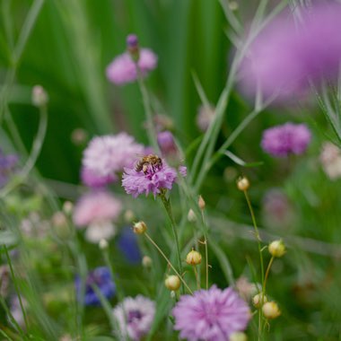 Ben's garden