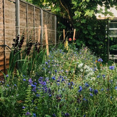 Ben's garden