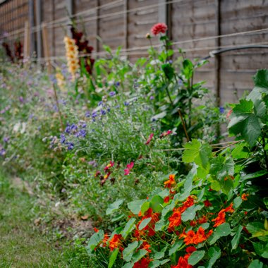 Ben's garden